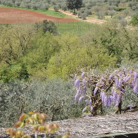 Il Pero Di Cetinale-2
